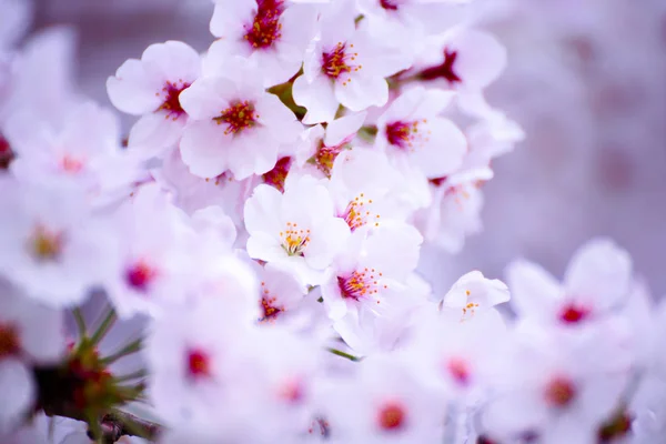 Roze kersenbloesem flowe — Stockfoto