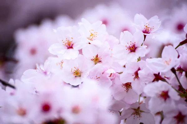 Pink cherry blossom flowe — Stock Photo, Image