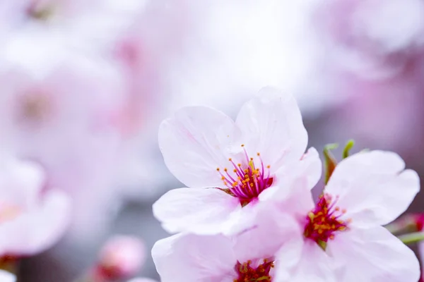 Pink cherry blossom flowe — Stock Photo, Image
