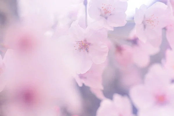 ピンクの桜の花 — ストック写真