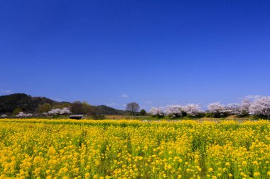 Tecavüz çiçek ve Shiga Prefecture kiraz