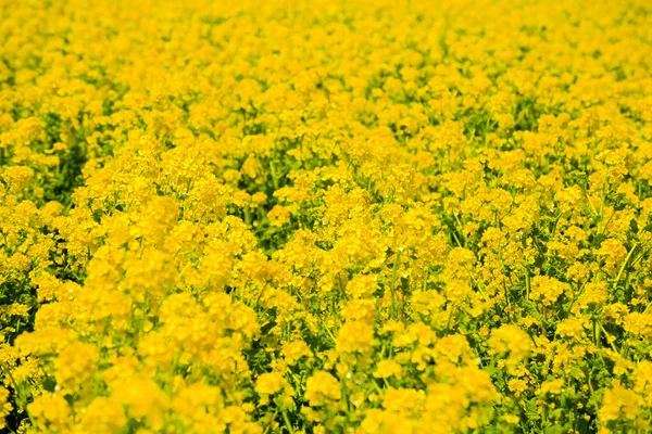 Champ Fleurs Viols Awajihanasajiki Île Awaji Préfecture Hyogo Kinki — Photo