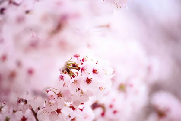 Roze Kersenbloesem Bloem Japan — Stockfoto