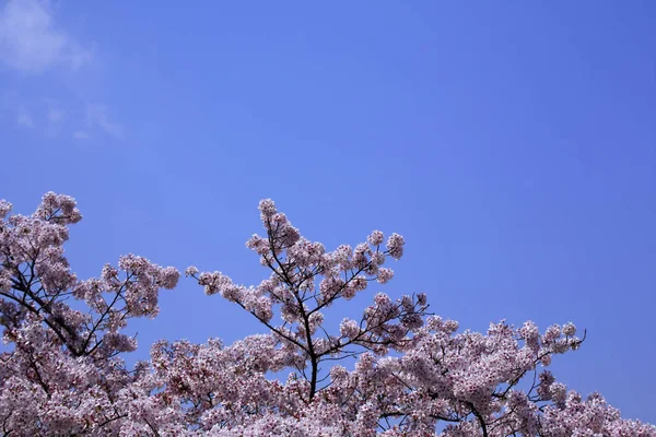 Sakura Aozora Arashiyama Kyoto — Stock Photo, Image