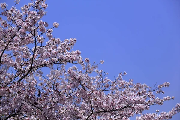 Sakura Aozora Arashiyama Kyoto — Stock Photo, Image