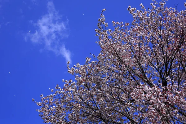 Wiśniowe Drzewo Błękitne Niebo Japonii — Zdjęcie stockowe