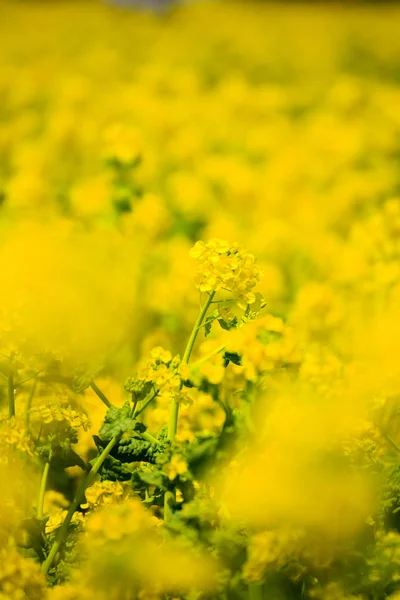 Champ Fleurs Viols Awajihanasajiki Île Awaji Préfecture Hyogo Kinki — Photo