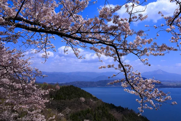 Lago Biwa Cereza Prefectura Shiga Imagen de stock