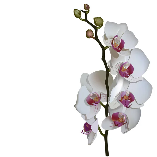 Fotorealistiska illustration av phalaenopsis. — Stock vektor