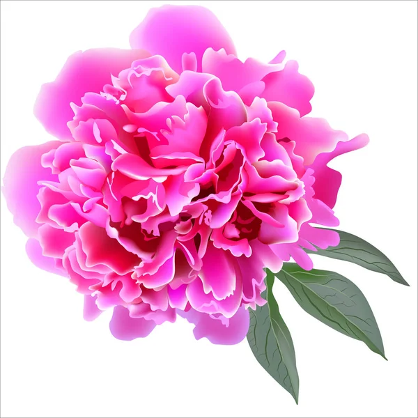 Flor de paeonia realista rosa con hojas de árbol . — Vector de stock