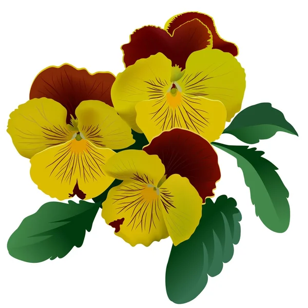 Three yellow pansy flowers with leaves.