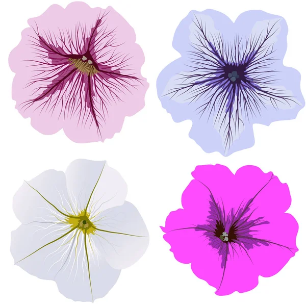 Set de cuatro flores petunia, blanco, rosa, azul, magenta . — Vector de stock