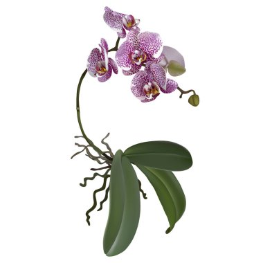 Phalaenopsis fotogerçekçi çizimi.