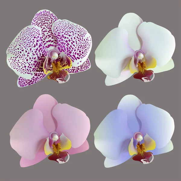 Иллюстрация 4 изолированных цветков орхидеи . — стоковый вектор