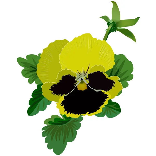 Fiore giallo pansy . — Vettoriale Stock