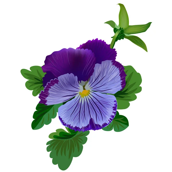 Flor pansy violeta . — Vector de stock