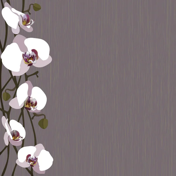 紫色兰花背景. — 图库矢量图片