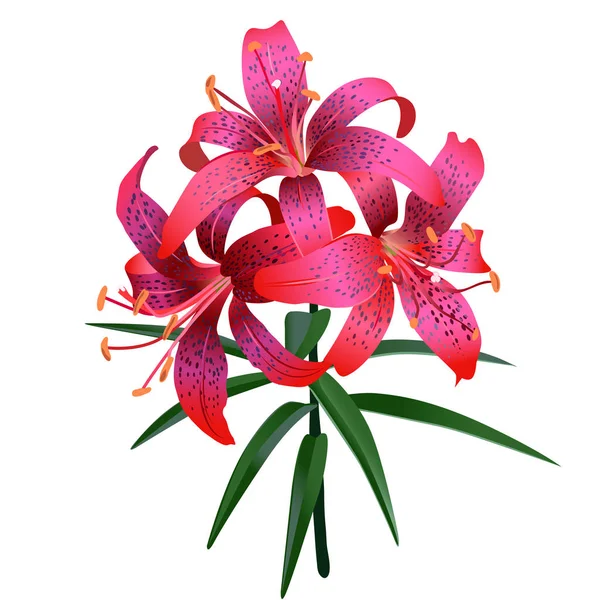 Kırmızı tiger lily gerçekçi çizimi.