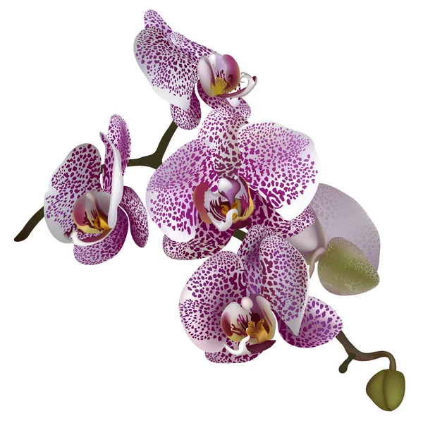 Phalaenopsis fotogerçekçi çizimi.