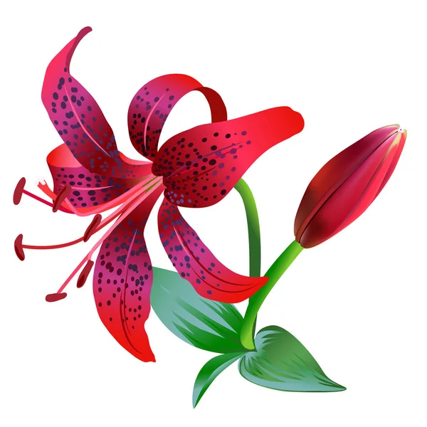 白色背景下的红虎百合的逼真例证 一朵花 芽和几片叶子 — 图库矢量图片
