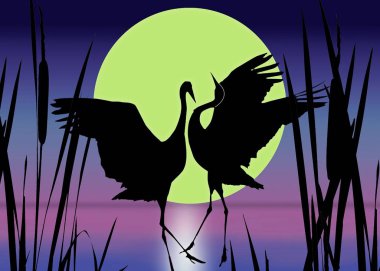 Suyun üzerinde dans eden vinçlerin resimleri..