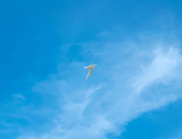 O pássaro voador no céu azul bonito — Fotografia de Stock