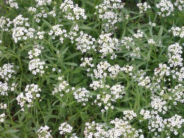Petite kar beyaz çiçekler Lobularia maritima Alyssum maritimum, tatlı alyssum veya tatlı alison, ayrıca alyssum cinsinin Alyssum düşük büyüyen bitki ailesindeki turpgiller familyasından olduğunu.