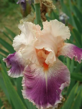 Iris, çiçek, bahar çiçek açan çiçekler iris.