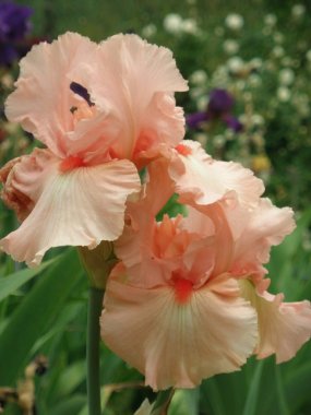 Iris, çiçek, bahar çiçek açan çiçekler iris.