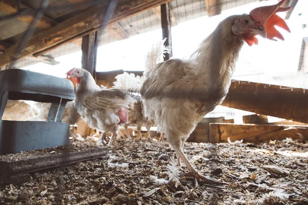 Laying hens in the chicken coop