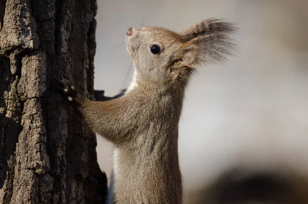 Kırmızı Sincap (Sciurus vulgaris)
