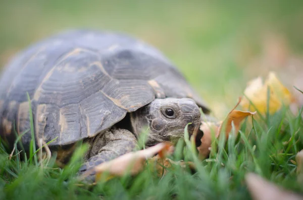 Yunan kaplumbağa (Testudo graeca)