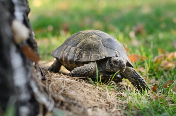 Yunan kaplumbağa (Testudo graeca)
