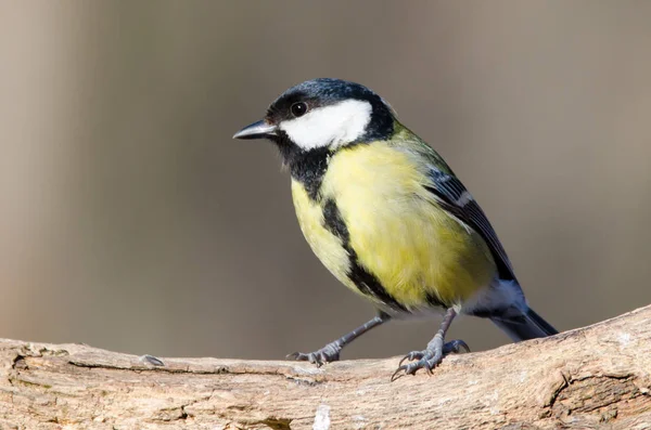 Büyük baştankara (Parus major) ağaçta oturuyor