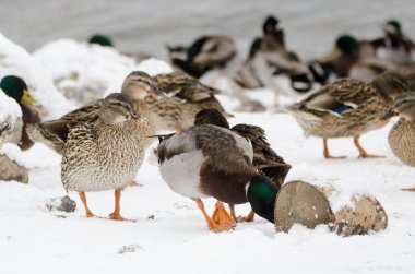 Erkek ve dişi yaban ördeği karda