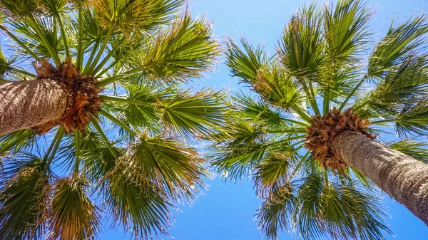 Palmy v Krétě — Stock fotografie