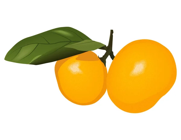Two realistic vector mandarins on a branch with leaves — Stock Vector