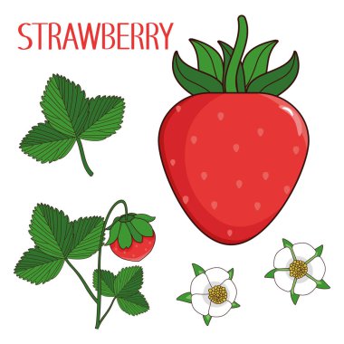 Çilek çileği, çilek, çiçek, yaprak ve spro.