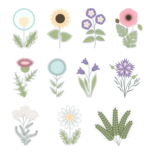 Coleção vetorial de flores de campo de desenhos animados planos e ervas —  Vetores de Stock