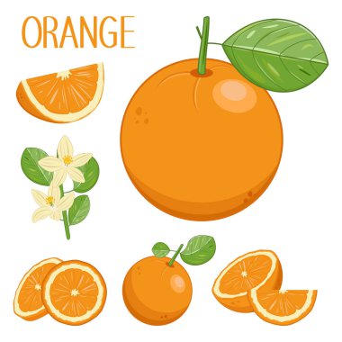 Portakalların tropikal meyveleri, portakal çiçekleri ve yapraklar, farklı açılarda portakal parçaları ve dilimleri, izole vektör koleksiyonu, karikatür bitkisi seti..