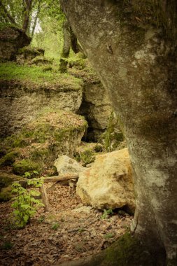 ormanda, düşen yapraklar ile sonbahar