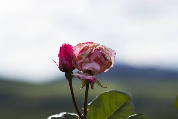 Een stervende roos in het voorjaar — Stockfoto
