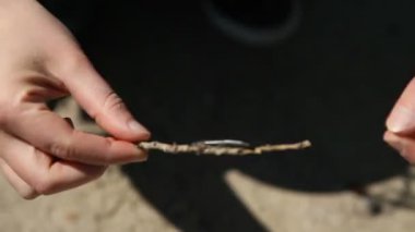 bir dal hatada kırkayak