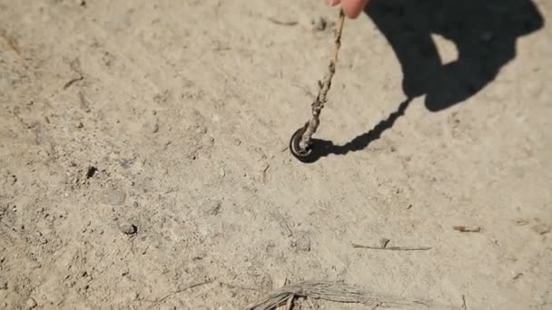 Centipedes bug in a twig — Stock Video