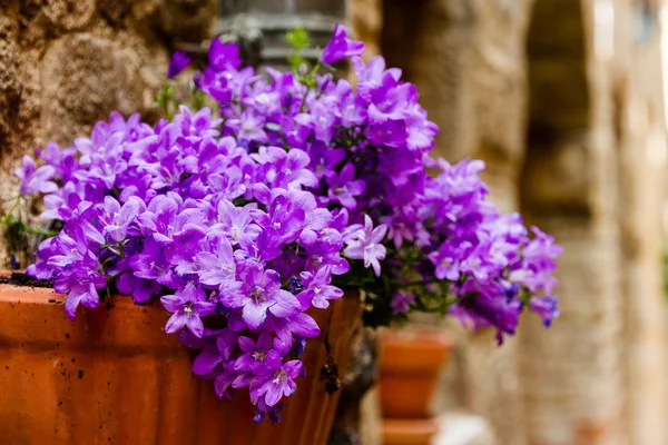 Un jarrón de flores púrpuras en un casco antiguo de la ciudad en Toscana — Foto de Stock