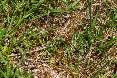 Bir uğur böceği yeşil çim