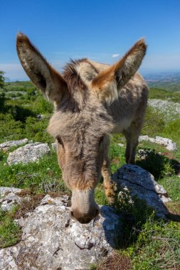 Labbro Equus. Asino Amiatino, Amiatino eşek üzerinde otlatma Mount 