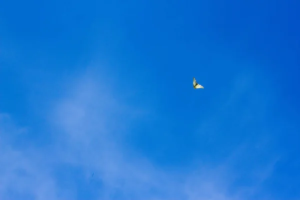 Ein Schmetterling fliegt in den blauen Himmel — Stockfoto