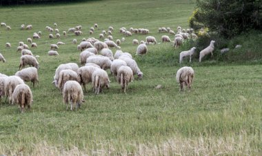 Bir orman otlatma koyun sürüsü