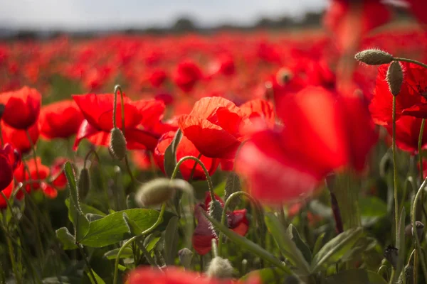 Dentro de un campo de amapolas florecientes Fotos De Stock Sin Royalties Gratis